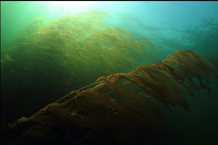 giant kelp