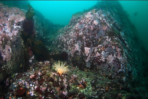 crimson anemone and fishing line