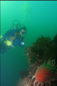 SUNFLOWER STAR