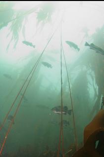 ROCKFISH IN KELP