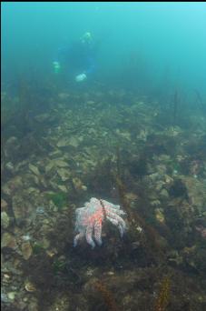SUNFLOWER STAR IN SHALLOWS
