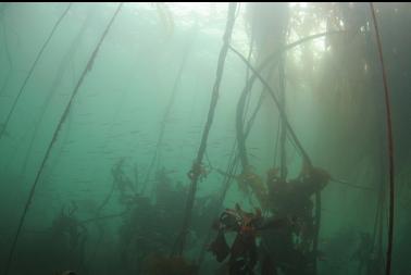 tube snouts in kelp