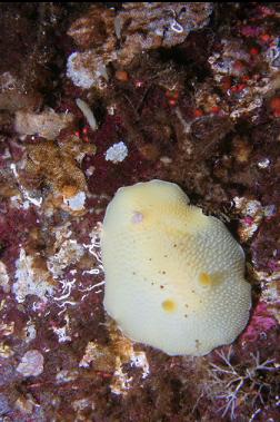 nudibranch