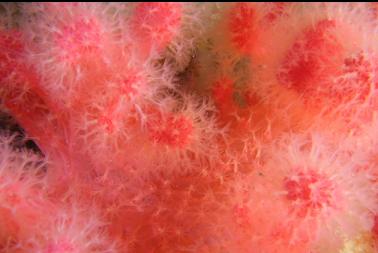 soft coral