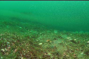 band of mysid shrimp above tube-dwelling anemones