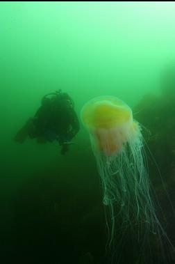 another lion's mane