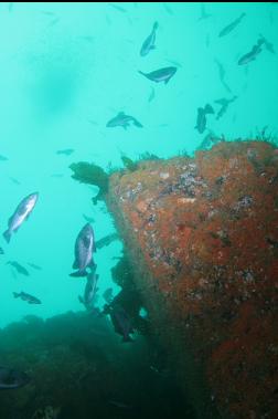 rockfish at top of wall