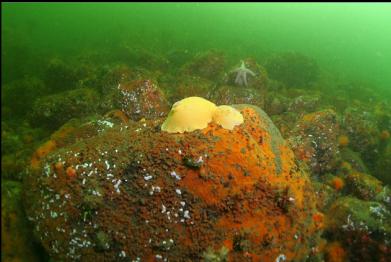 nudibranchs