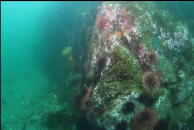 urchins at base of rocky slope