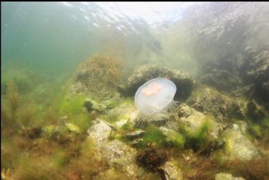 moon jellyfish