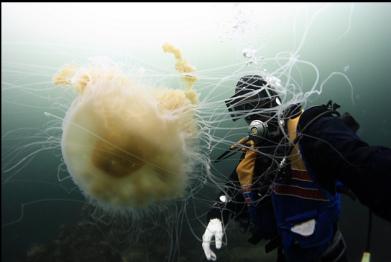 no-strobe custom white-balanced photo of lion's mane