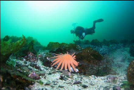 sunflower star 