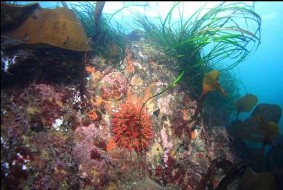 anemone and surfgrass