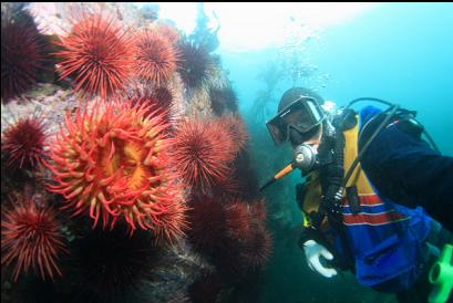 anemone and urchins