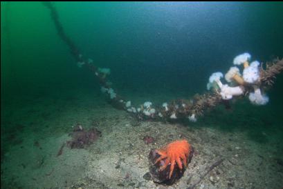 anemones and tube worms on anchor rope