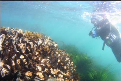 large mussels