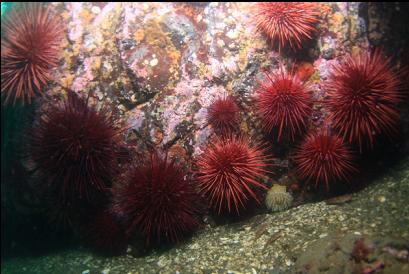 urchins and small anemone 