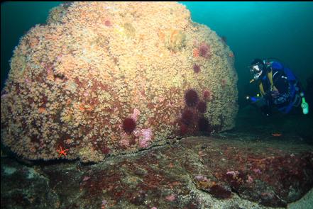 zoanthid-covered boulder on top of the reef