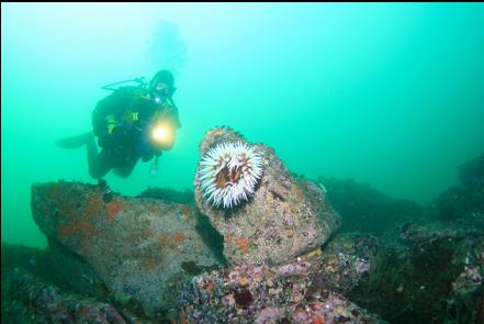 fish-eating anemone