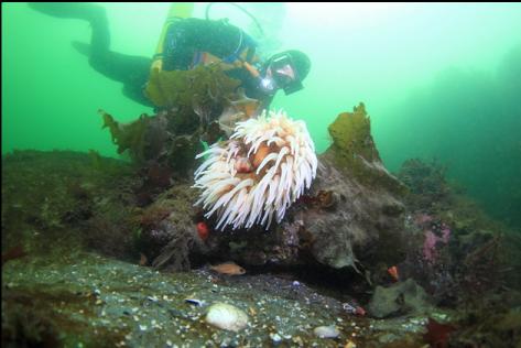 fish-eating anemone