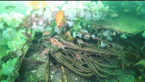 fish and rope below collapsed wheelhouse