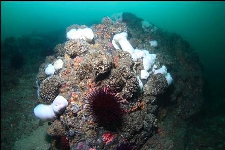cemented tube worms and plumose anemones
