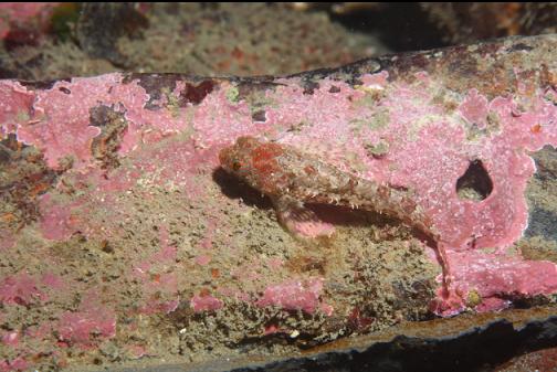 sculpin on wreckage