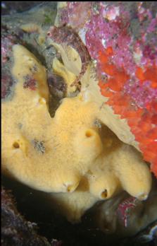 SPONGE, TUNICATES AND SCULPIN