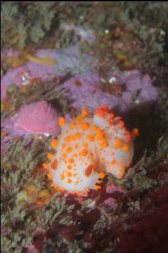 CLOWN NUDIBRANCH