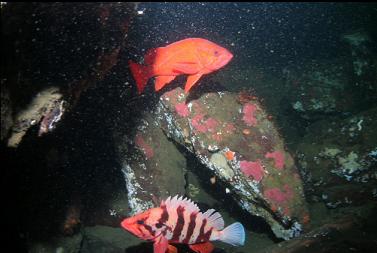 TIGER AND VERMILION ROCKFISH