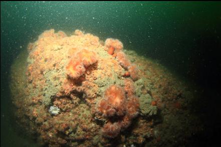 strange plumose anemones