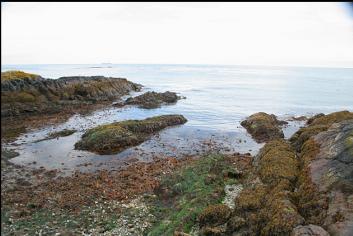 BEACH AT LOW TIDE