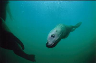 SEA LIONS