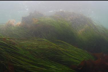 surfgrass near surface