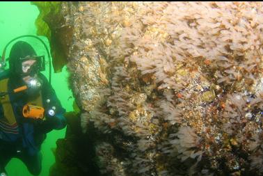 wall of tunicates in shallows