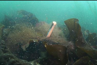 copper bolt sticking out from kelp