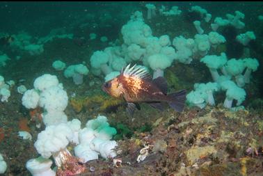 quillback rockfish