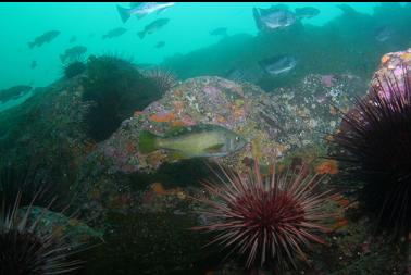 urchins and rockfish on wall