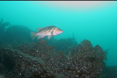 copper rockfish