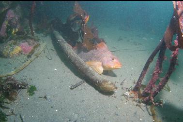 kelp greenling and dead kelp on sand