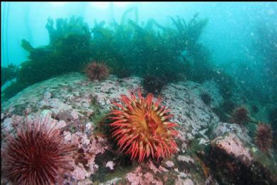 fish-eating anemone