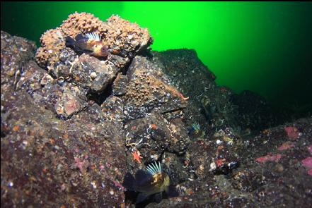 quillback rockfish and zoanthids on the wall