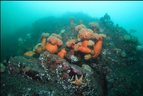 plumose anemones