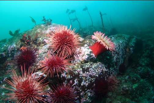 urchins and fish-eating anemone