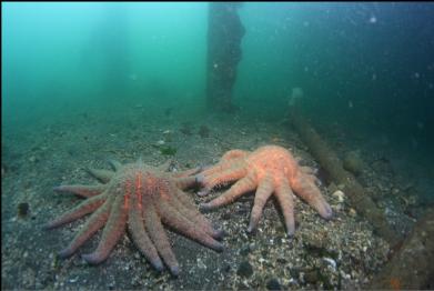 sunflower stars on bottom