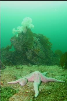 SEASTAR ON REEF