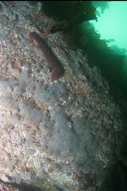 CLEAR TUNICATES ON WALL