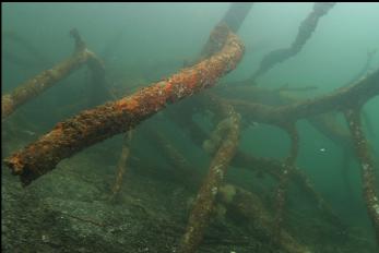 SUNKEN TREE