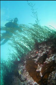 SEAWEED IN SHALLOWS