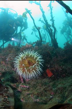 fish-eating anemone